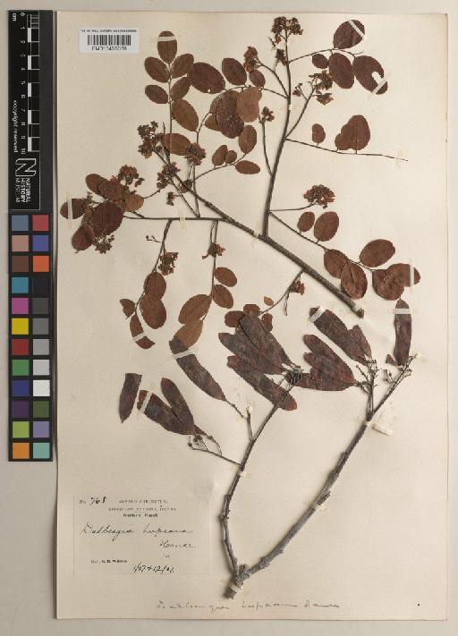 Dalbergia hupeana Hance - BM013405078