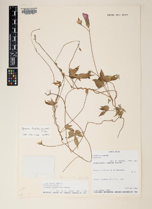 Ipomoea trifida (Kunth) G.Don - 000617300