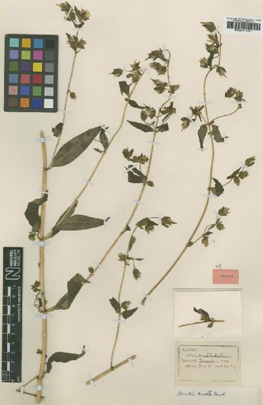 Swertia cincta Burkill - BM001014607