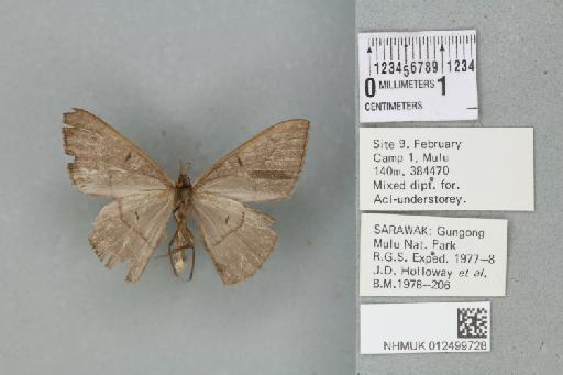 Noreia unilineata (Walker, 1866) - 012499728_reverse