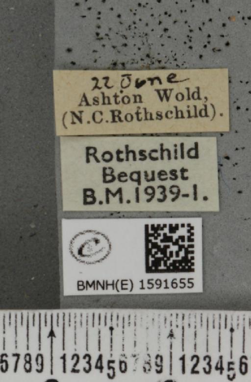 Idaea dimidiata ab. nigrocilliata Chalmers-Hunt, 1961 - BMNHE_1591655_label_264580