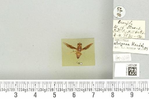 Anastrepha atrigona Hendel, 1914 - BMNHE_1467436_a_40333