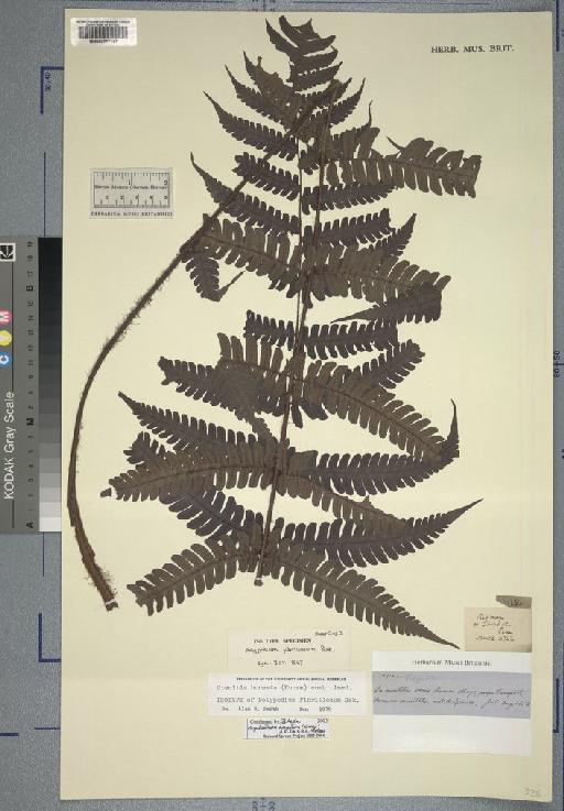 Megalastrum fibrillosum (Baker) R.C.Moran, J.Prado & Sundue - Spruce - BM000777147