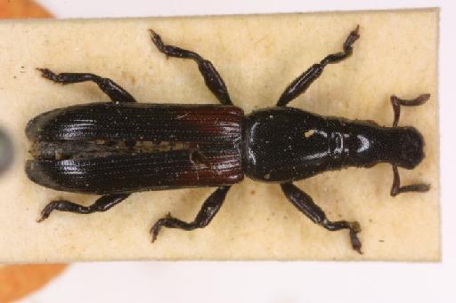 Exonotus basalis Wollaston, 1873 - Exonotus basalis-BMNH(E)715785-Type_2 dorsal