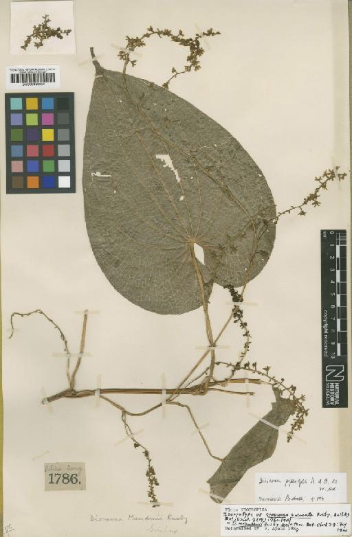 Dioscorea mandonii Rusby - BM000938004