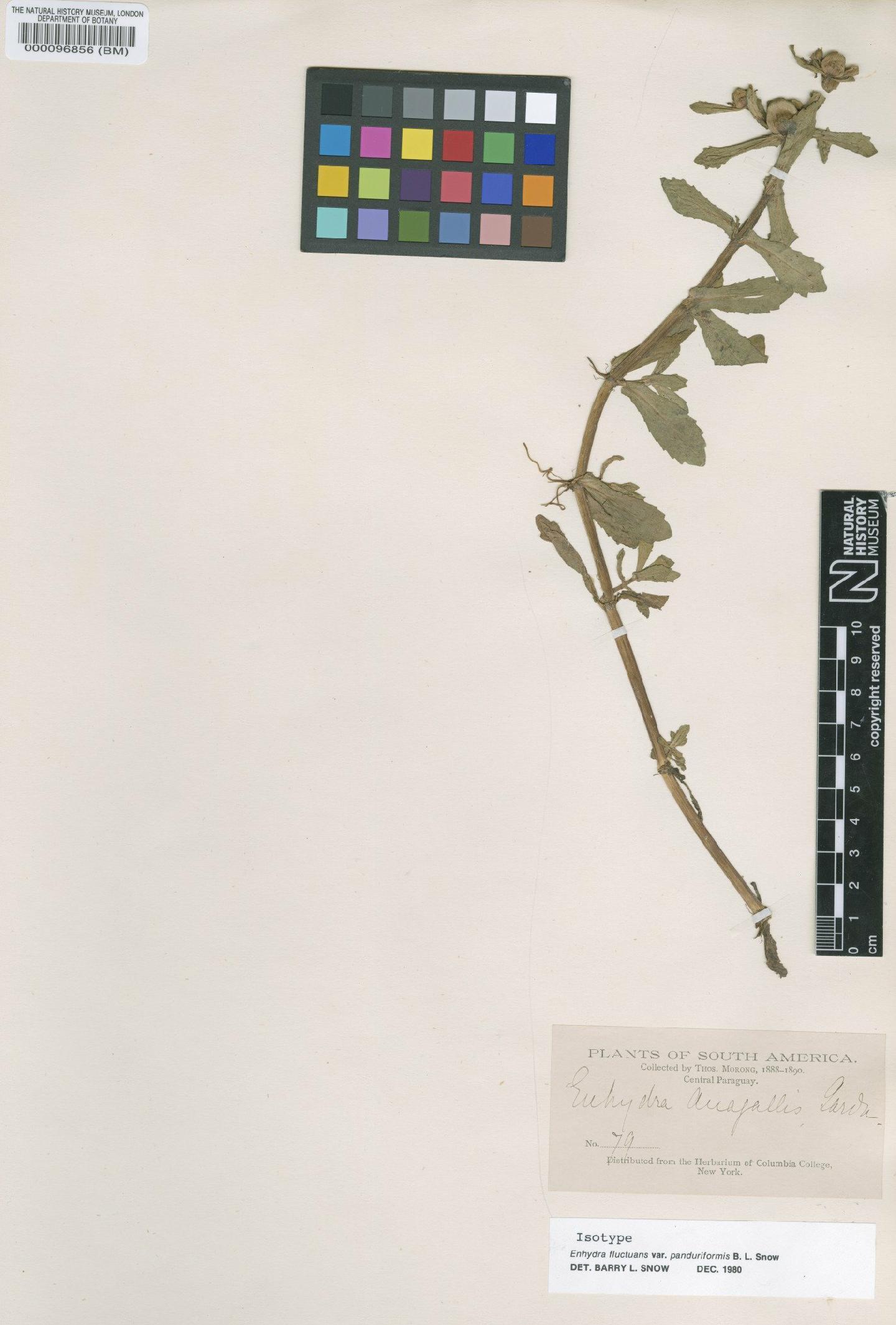 To NHMUK collection (Enydra anagallis Gardner; Isotype; NHMUK:ecatalogue:4566942)