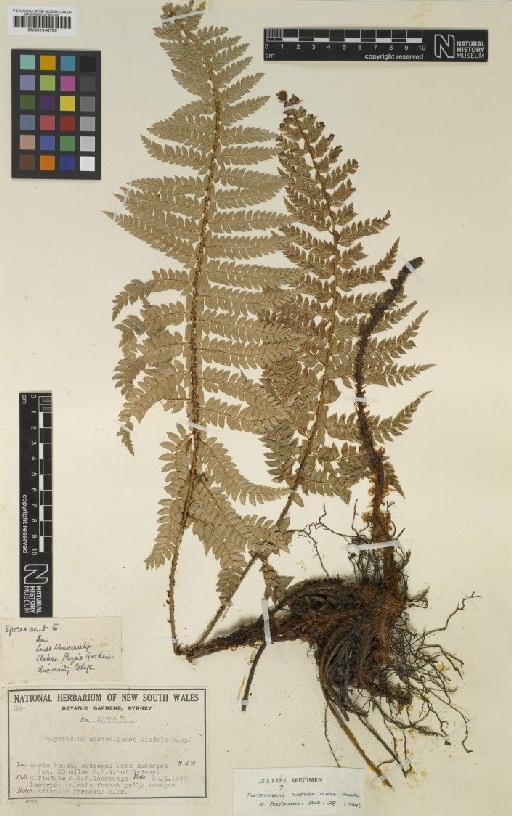 Polystichum australiense Tindale - BM001048780