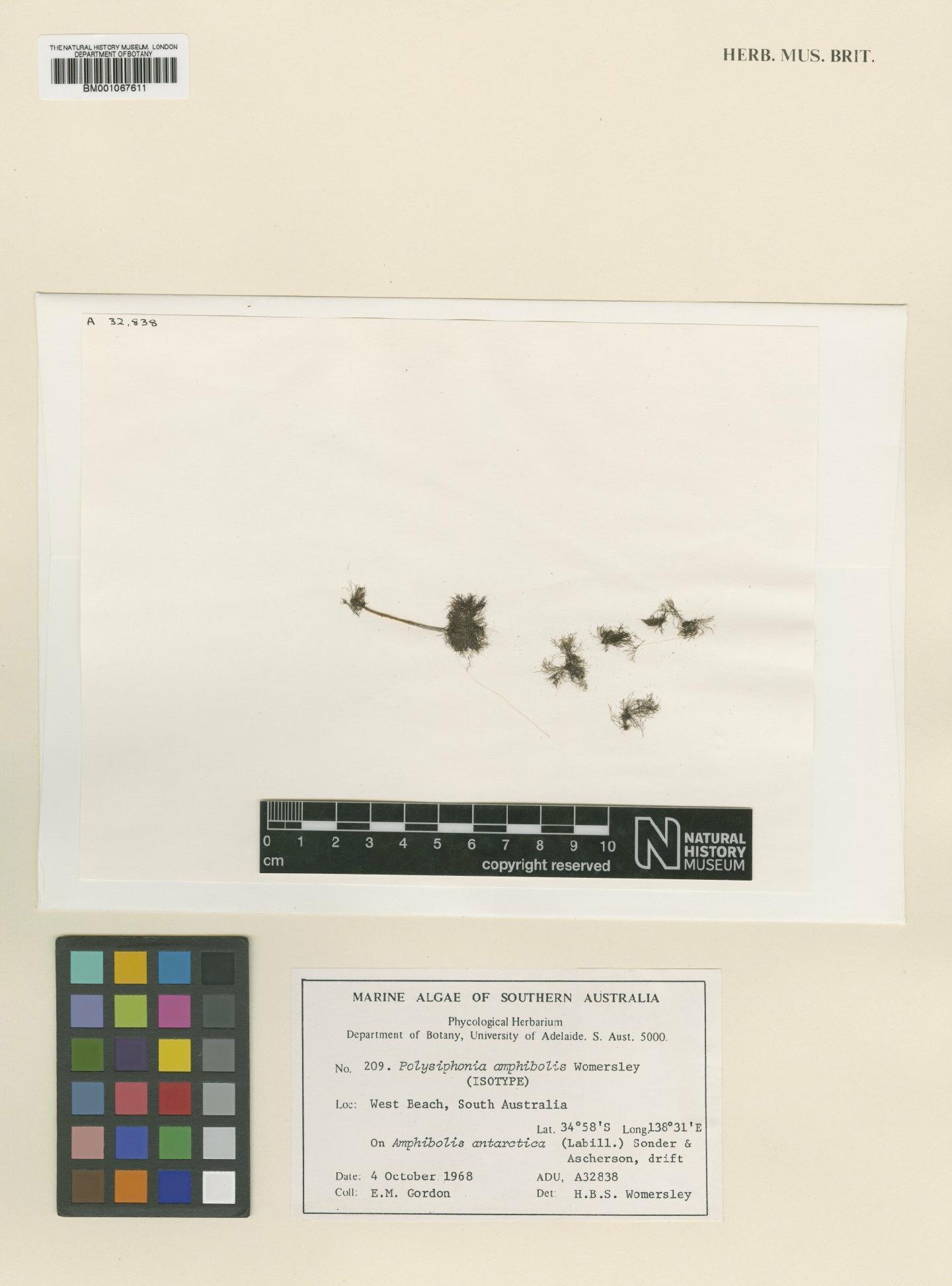 To NHMUK collection (Polysiphonia amphibolis Womersley; Isotype; NHMUK:ecatalogue:2303594)