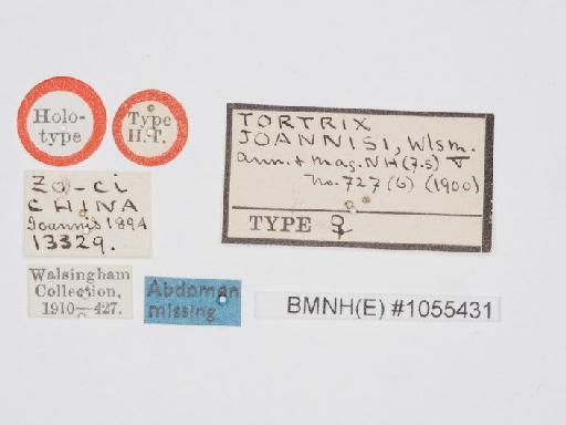 Spatalistis joannisi Walsingham - Spatalistis_joannisi_Walsingham_1900_Holotype_BMNH(E)#1055431_image002