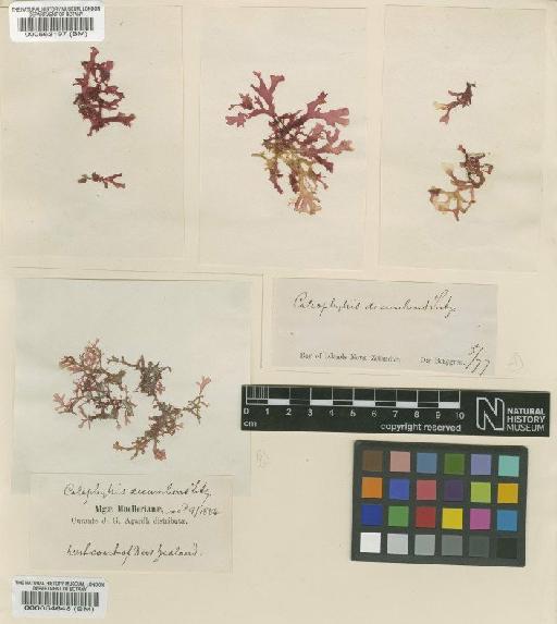 Callophyllis decumbens J.Agardh - BM000054648