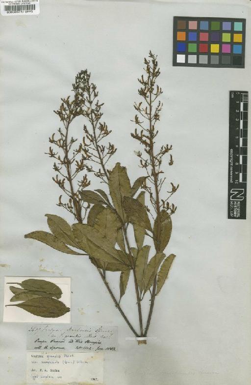 Vochysia grandis var. uaupensis (Spruce) Warm - BM000566747