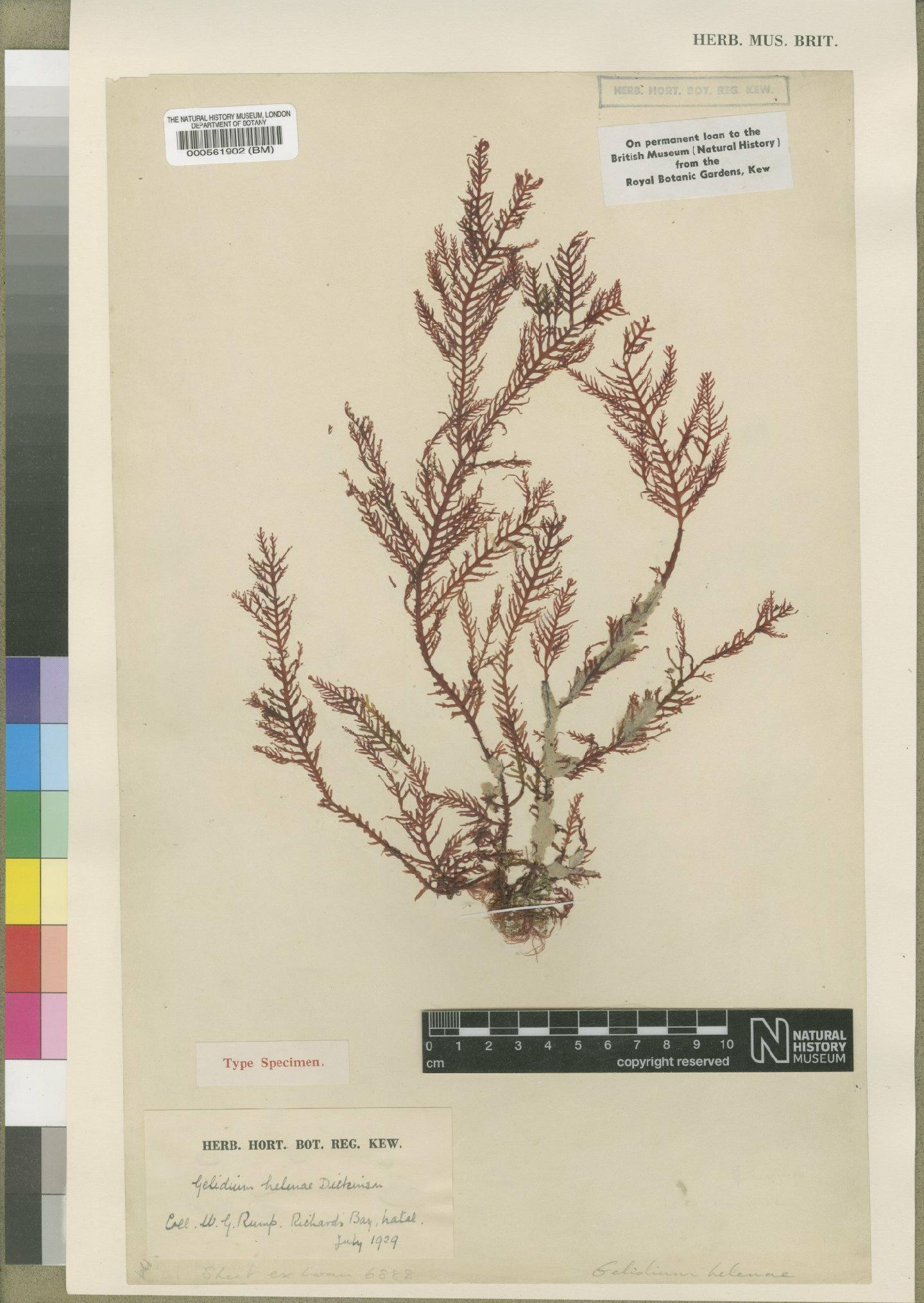 To NHMUK collection (Gelidium helenae Dickinson; Holotype; NHMUK:ecatalogue:4784511)