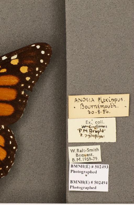 Danaus plexippus (Linnaeus, 1758) - BMNHE_502493_label_53278