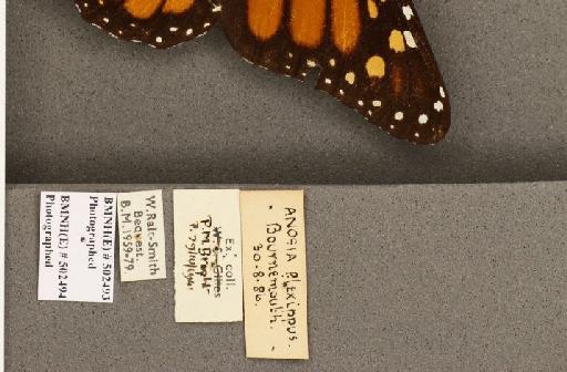 Danaus plexippus (Linnaeus, 1758) - BMNHE_502493_label_53278