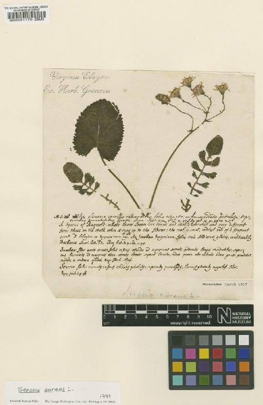 Senecio aureus L. - BM000051179