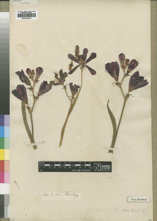 Sparaxis grandiflora subsp. grandiflora (D.Delaroche) Ker Gawl. - BM000922022