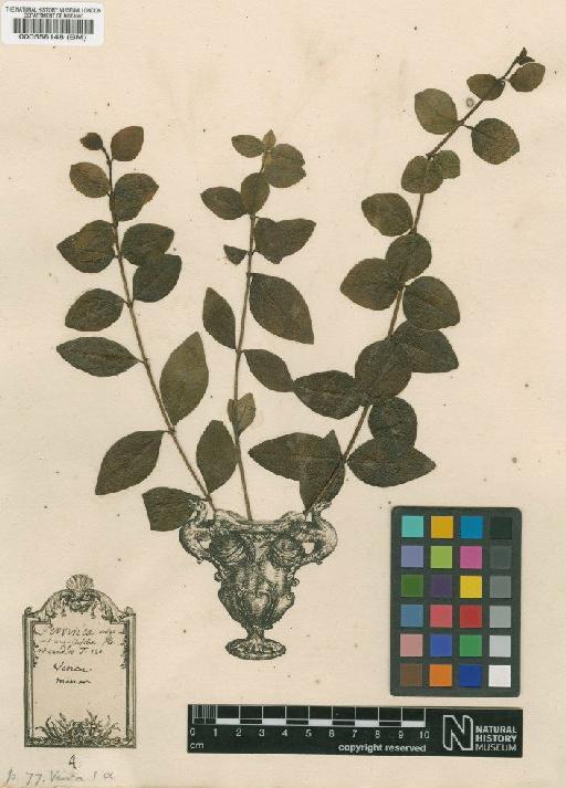 Vinca minor L. - BM000558148