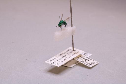 Neochrysis deuteroleuca (Mocsary, 1912) - 013612615_additional_3