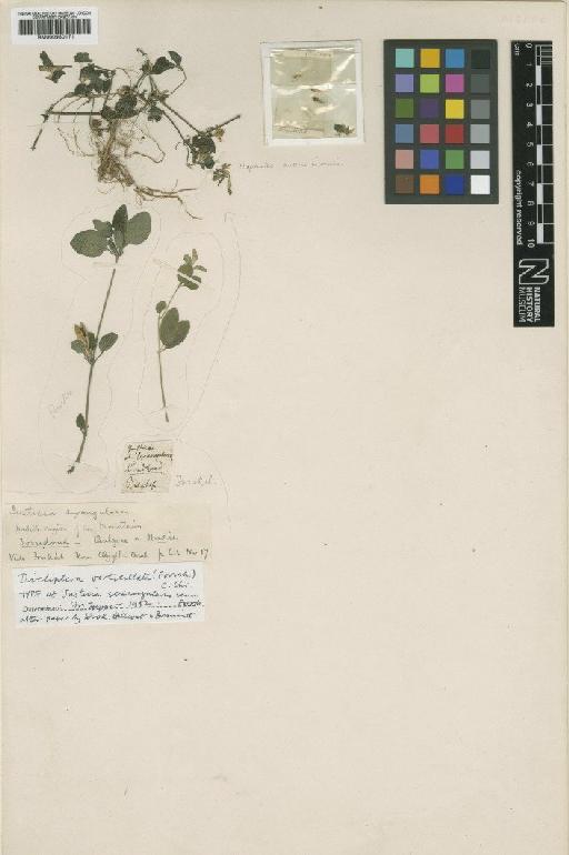 Justicia sexangularis L. - BM000950171