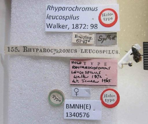 Rhyparochromus leucospilus Walker, 1872 - Rhyparochromus leucospilus-BMNH(E)1340576-Holotype female_Labels