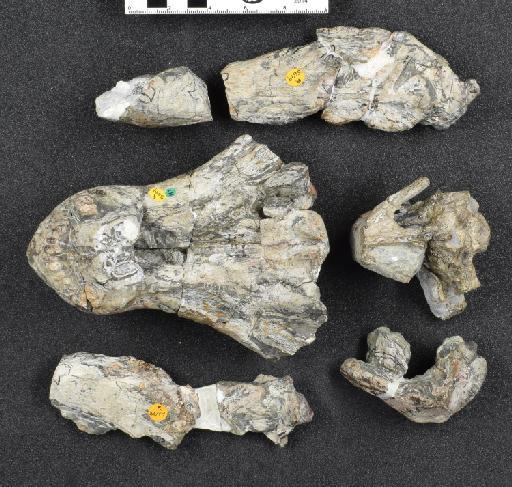 Theriognathus microps Owen, 1876 - NHMUK PV R 5699 - ventral skull