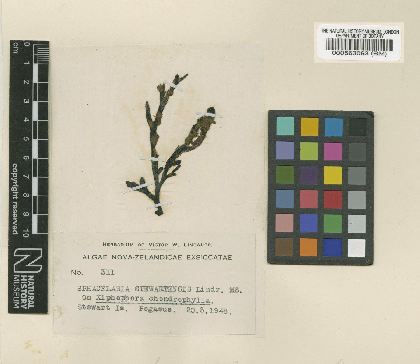 To NHMUK collection (Sphacelaria stewartensis Lindauer; Isotype; NHMUK:ecatalogue:4719650)