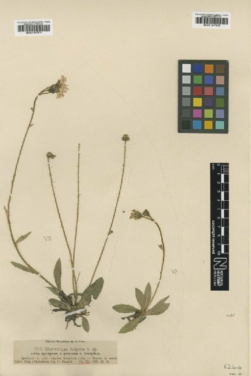Hieracium fulgens subsp. spelugense Nägeli & Peter - BM001047815
