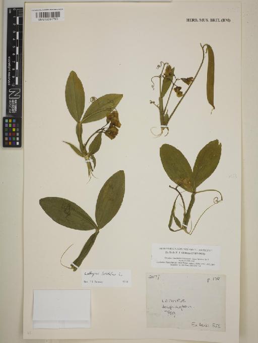 Lathyrus latifolius L. - BM013391795