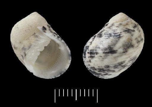 Nerita grisea Reeve, 1855 - 1990071b