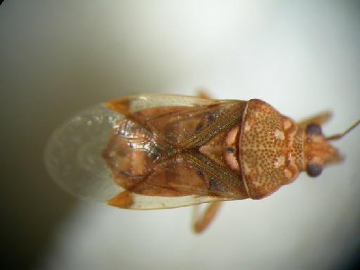 Pylorgus calliferus Scudder - Hemiptera: Pylorgus Cal
