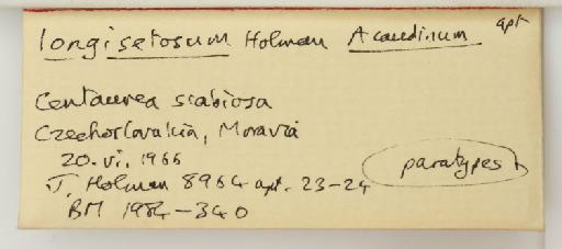 Acaudinum longisetosum Holman, 1970 - 014762265_additional(1)