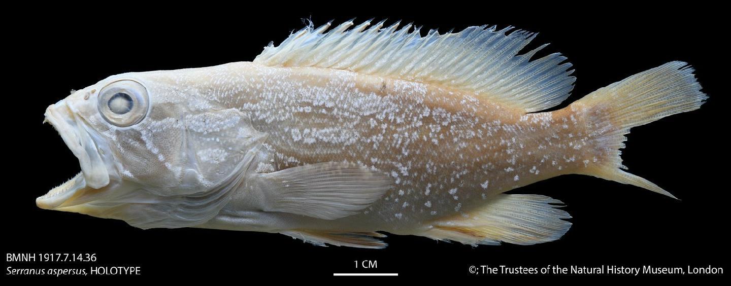 To NHMUK collection (Serranus aspersus Jenyns, 1840; HOLOTYPE; NHMUK:ecatalogue:2502657)