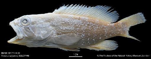 Serranus aspersus Jenyns, 1840 - BMNH 1917.7.14.36 Serranus aspersus, HOLOTYPE