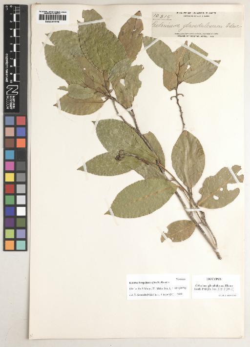 Rinorea bengalensis (Wall.) Kuntze - BM000929234