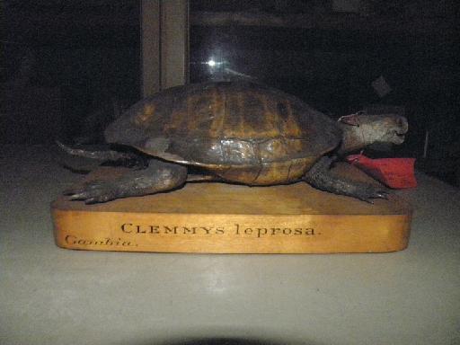 Mauremys caspica leprosa - Clemmys leprosa 1947.3.4.46 and 48.8.22.JPG