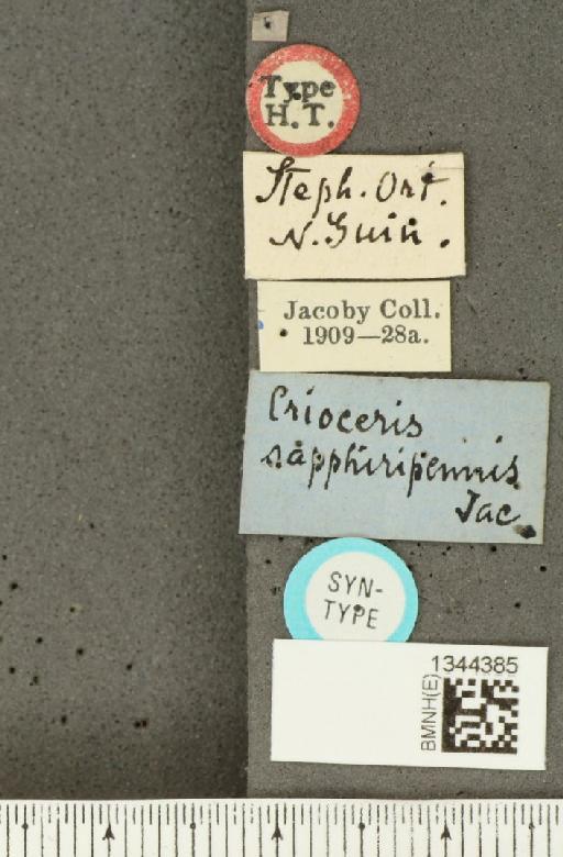 Lilioceris (Lilioceris) sapphiripennis (Jacoby, 1900) - BMNHE_1344385_label_14240