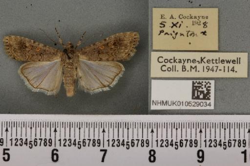 Spodoptera exigua ab. variegata Dannehl, 1929 - NHMUK_010529034_582971