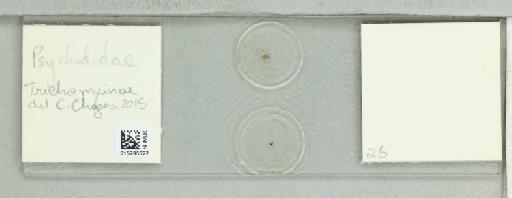 Trichomyia Haliday - 015295622_811541_297689_None_NoStatus