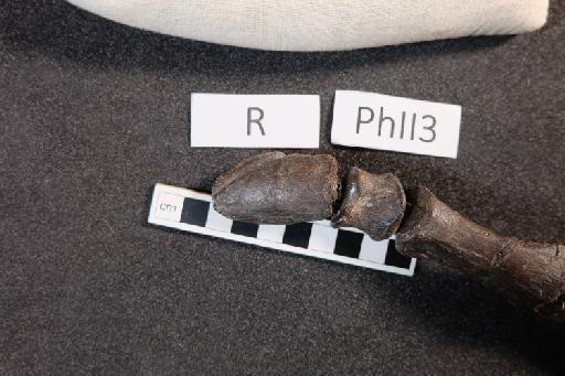 Mantellisaurus atherfieldensis (Hooley, 1925) - R5764-Mantellisaurus_R5764_Right_PhII3_Ungual-1