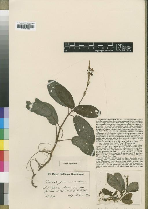 Stenandriopsis warneckii (Moore) Napper - BM000931160