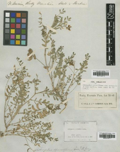 Astragalus sparsiflorus var. majusculus A.Gray - BM001042717