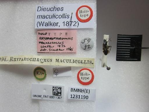 Dieuches maculicollis (Walker, 1872) - Dieuches maculicollis-BMNH(E)1231190-Holotype Female Labels 2