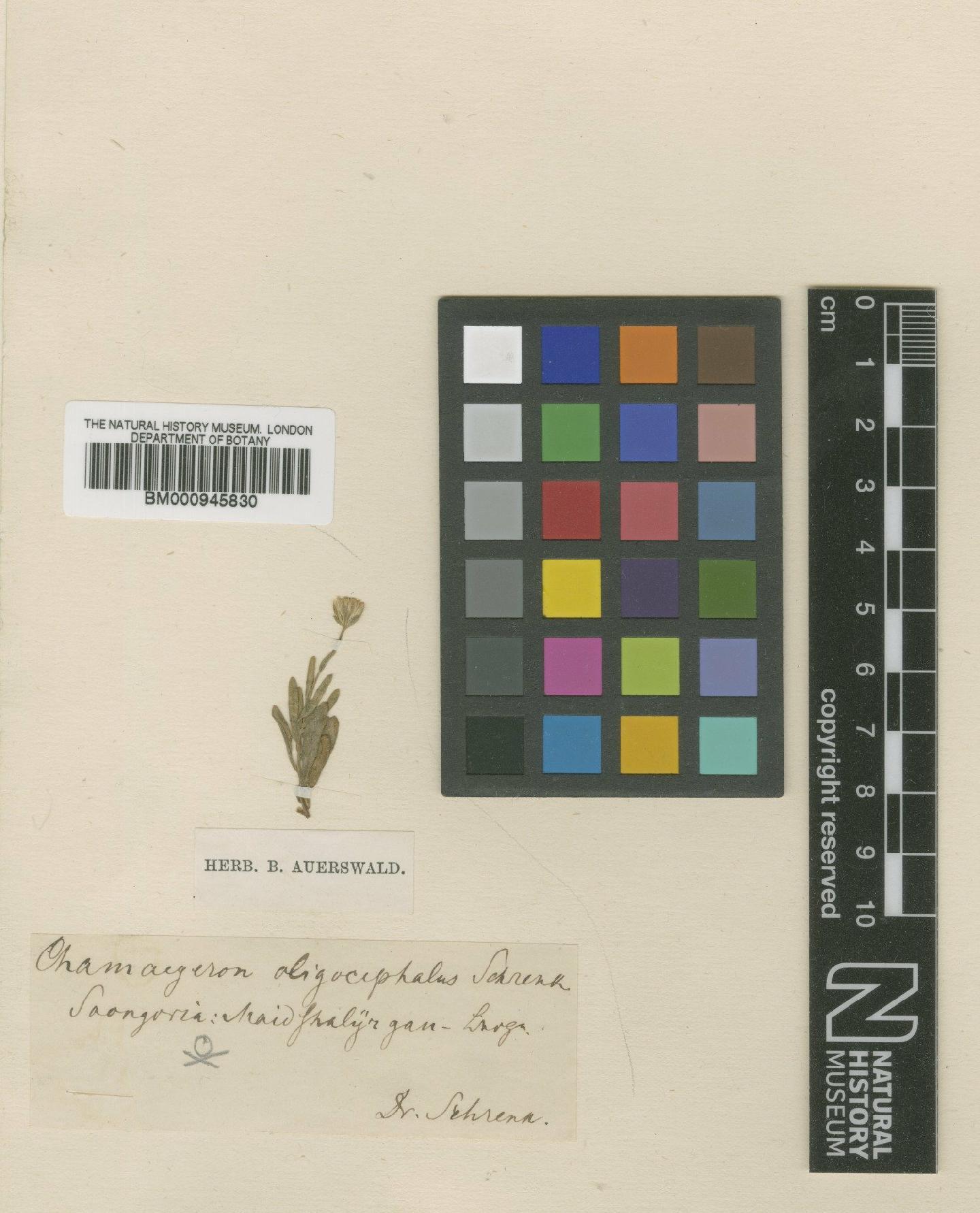 To NHMUK collection (Chamaegeron oligocephalus Schrenk; Type; NHMUK:ecatalogue:472875)