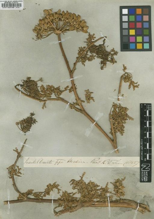 Monizia edulis Lowe - BM000030988