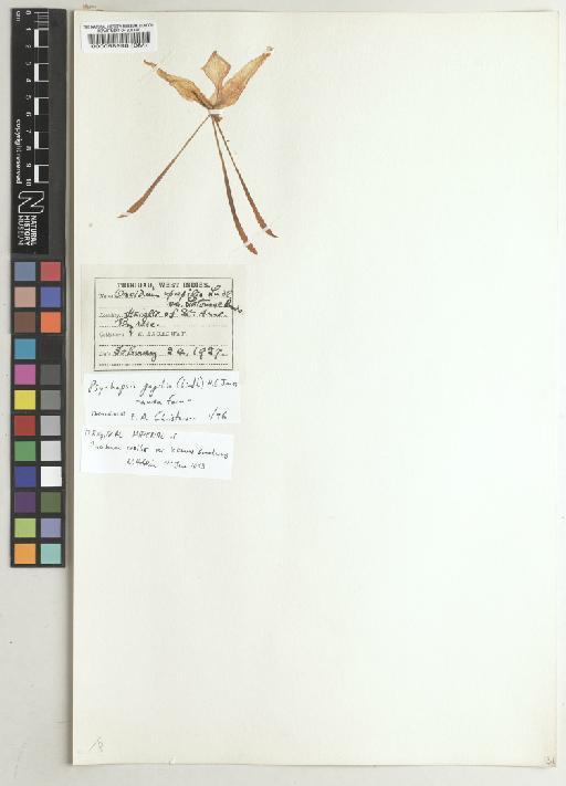 Psychopsis papilio (Lindl.) H.G.Jones - BM000058998