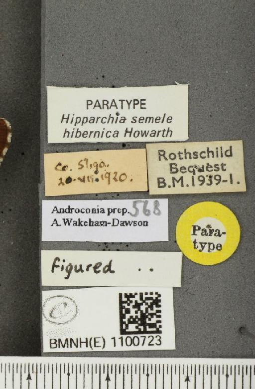 Hipparchia semele hibernica Howarth, 1971 - BMNHE_1100723_label_11813