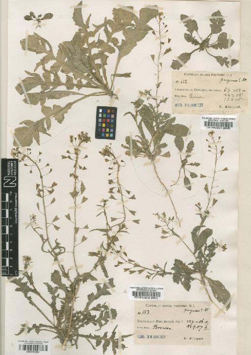 Capsella bursa-pastoris (L.) Medik. - BM000582832