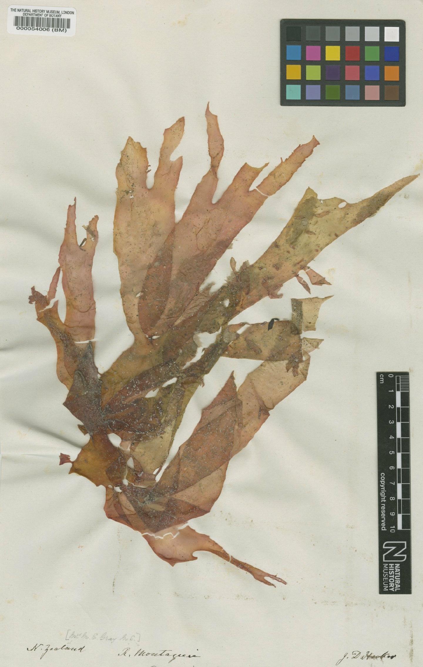 To NHMUK collection (Sarcodia montagneana (Hook.f. & Harv.) J.Agardh; Syntype; NHMUK:ecatalogue:712375)