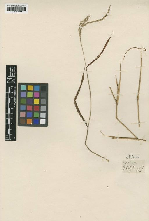 Microstegium vagans (Nees ex Steud.) A.Camus - BM000959744
