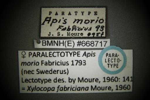 Apis morio Fabricius, 1793 - Xylocopa morio Fabricius BMNH(E)668717 paralectotype labels